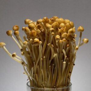 金滑菇 Golden Enokitake 250g